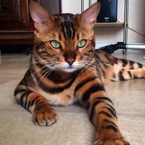 全球最美的29只猫咪 一生极难一见