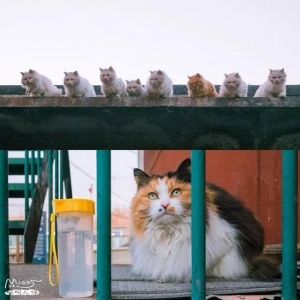 <b>中国拍猫第一人 走遍全国拍了四万张流浪猫萌照</b>